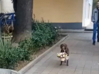 «Кавалер мечты»: пес из Сочи покорил пользователей сети  