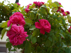 Первый в стране лабиринт из роз появится в Сочи