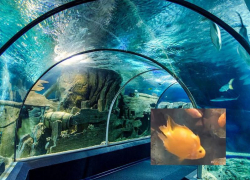 Травмированную рыбу на реабилитацию: сочинский океанариум объяснил причину больных существ в аквариумах 
