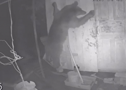 В Сочи медвежонок хотел залезть в курятник и попал в объективы камер