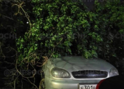 Дерево рухнуло на припаркованные автомобили в Сочи
