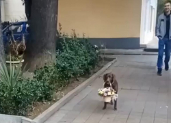 «Кавалер мечты»: пес из Сочи покорил пользователей сети  