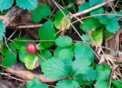 Земляника в декабре: девушка обнаружила ягоду в сочинском лесу 