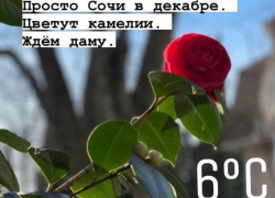 «Пока вся Россия ходит в валенках, в Сочи пришла весна»: на курорте зацвела камелия