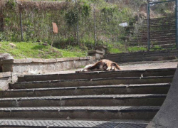 «Кладбище домашних животных»: сочинцы обнаружили трупы коз 