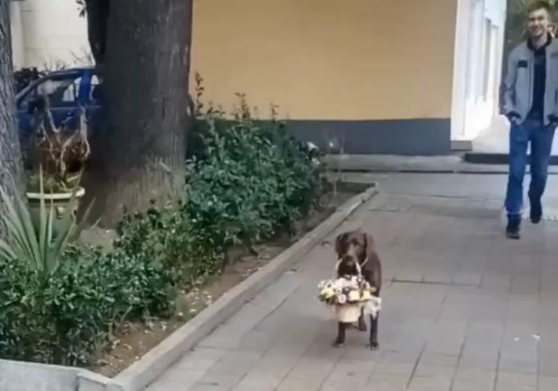 «Кавалер мечты»: пес из Сочи покорил пользователей сети