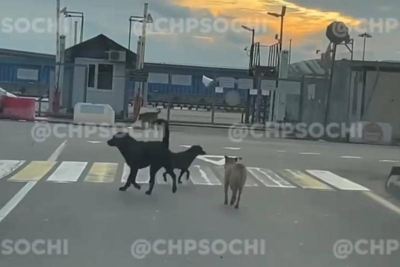Мужчины спасли собаку от нападения бродящих псов в Сочи